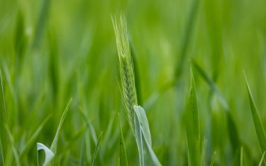 İskoçya 'da yeni hasat yapılan bir tarla.