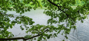 Göl kıyısında meşe ağacı