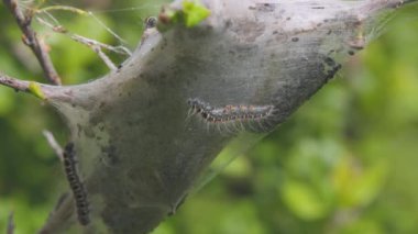Eriogaster Lanestris Tırtılları sığınaklarına dönüyorlar.