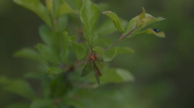 Böcek eşekarısı Enicospilus Purgatus bir dalda dinleniyor