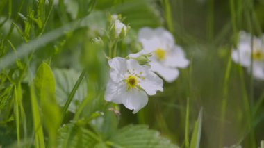Fragaria Moschata çiçeği