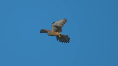 Falco tinnunculus gökyüzünden avlanan kuş