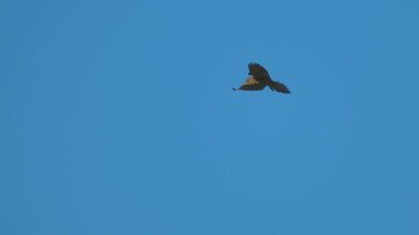 Falco tinnunculus gökyüzünden avlanan kuş