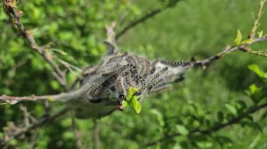 Eriogaster Lanestris tırtılları sığınaklarından çıkıyorlar.