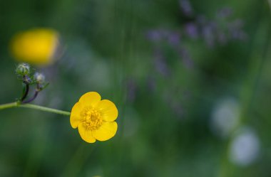 Ranunculus auricomus bir dağ ormanında