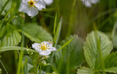 Fragaria Moschata çiçeği