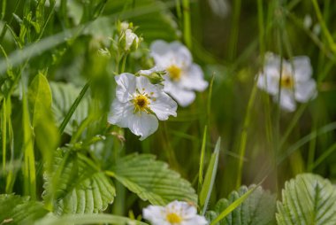 Fragaria Moschata çiçeği