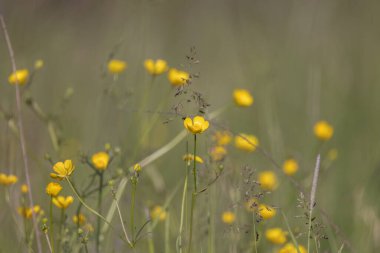 Ranunculus auricomus bir dağ ormanında