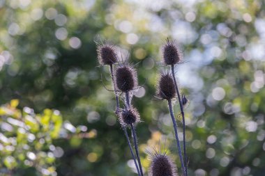 Dipsacus laciniatus vahşi bir alanda