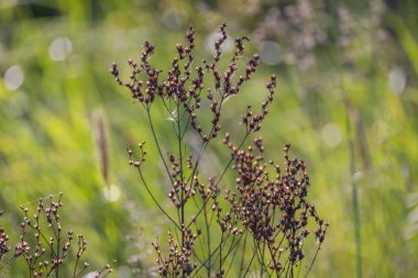 Çayırda kurumuş bir bitki.