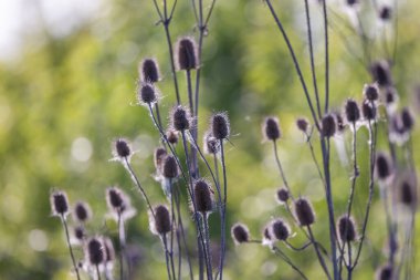 Dipsacus laciniatus vahşi bir alanda