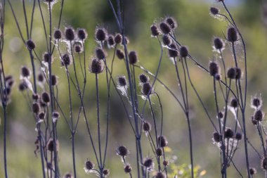 Dipsacus laciniatus vahşi bir alanda