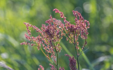 Çayırdaki ekşi, çiçekli kuş.