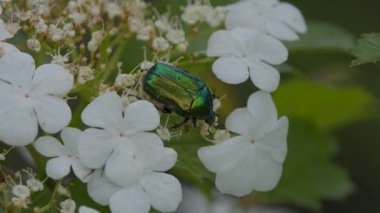 Viburnum çiçekleri üzerinde Cetonia aurata böceği