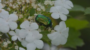 Viburnum çiçekleri üzerinde Cetonia aurata böceği