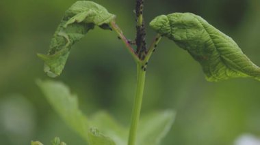 Orman karıncaları yaprak bitleriyle etkileşim halindedir.