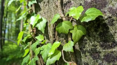 Kayın ağacında genç bir sarmaşık