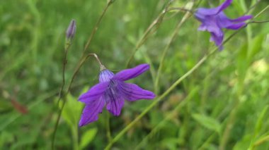 Çiçek açan mavi Campanula patula. Yaklaş.