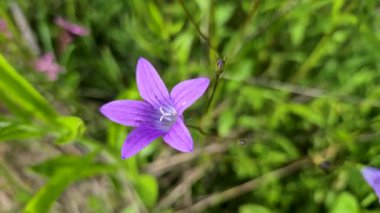 Çiçek açan mavi Campanula patula. Yaklaş.