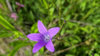 Çiçek açan mavi Campanula patula. Yaklaş.