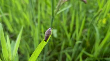 Böcek Ektobius Lapponicus bir bahar çayırında