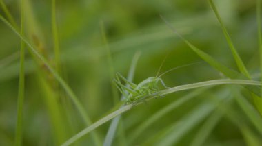 Çayırda Çekirge Acridomorpha