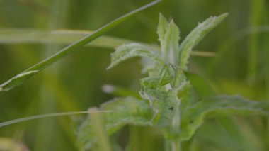 Çayırda Çekirge Acridomorpha