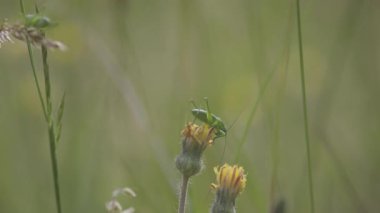 Çayırda Çekirge Acridomorpha