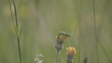 Çayırda Çekirge Acridomorpha