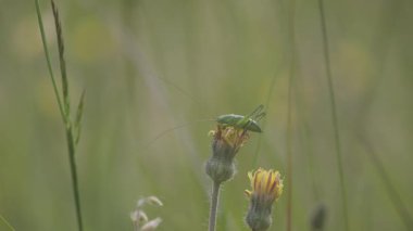 Çayırda Çekirge Acridomorpha