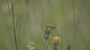 Çayırda Çekirge Acridomorpha