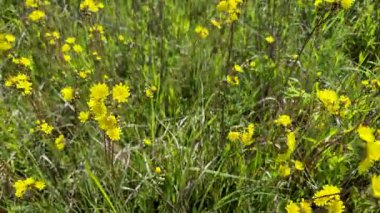 Bir bahar çayırında hiyeracium floribundum