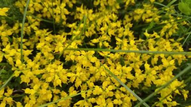 Genista Pilosa İlkbaharda bir dağ çayırında