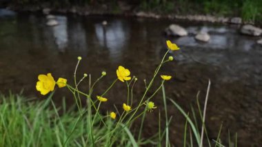 Ranunculus auricomus bir dağ deresinin kıyısında.