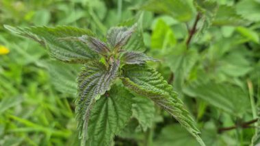 Bir dağ deresinin kıyısındaki Urtica dioica