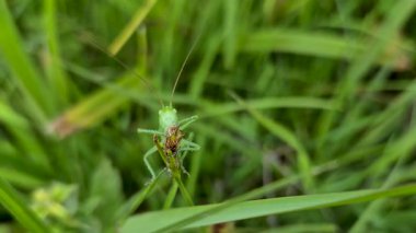 Çayırda Çekirge Acridomorpha