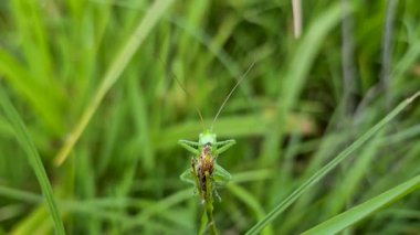 Çayırda Çekirge Acridomorpha