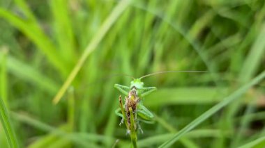 Çayırda Çekirge Acridomorpha