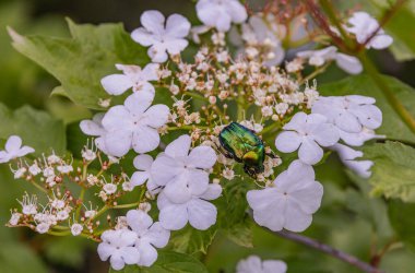 Viburnum çiçekleri üzerinde Cetonia aurata böceği