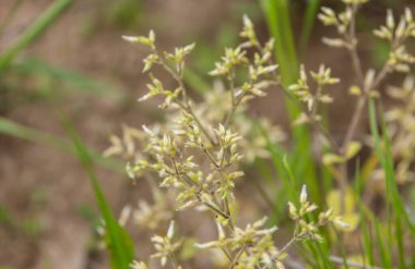Bir bahar çayırında serastium glomeratum