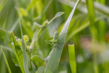 Çayırda Çekirge Acridomorpha