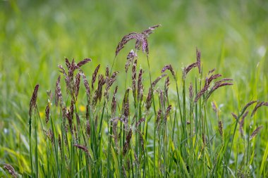 Bahar çayırında Holcus lanatus L