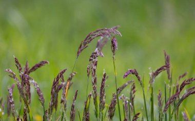 Bahar çayırında Holcus lanatus L