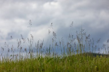 Bir bahar çayırında Poa pratensis