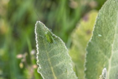 Çayırda Çekirge Acridomorpha
