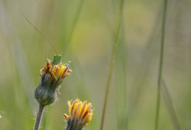 Çayırda Çekirge Acridomorpha