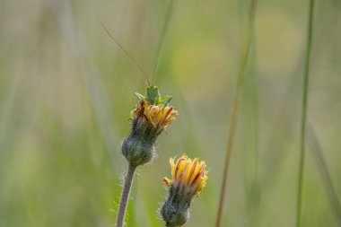 Çayırda Çekirge Acridomorpha