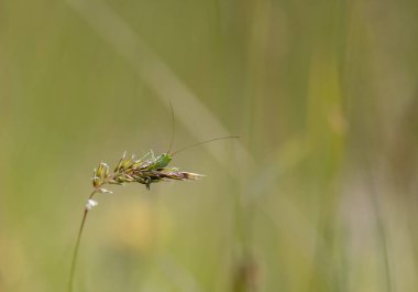 Çayırda Çekirge Acridomorpha
