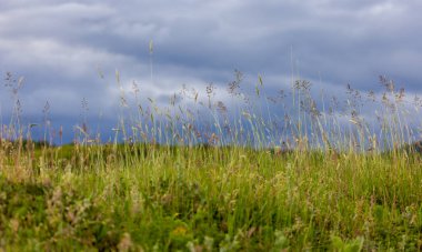 Bir bahar çayırında Poa pratensis