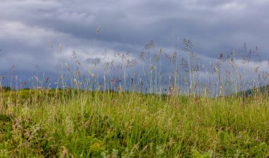 Bir bahar çayırında Poa pratensis